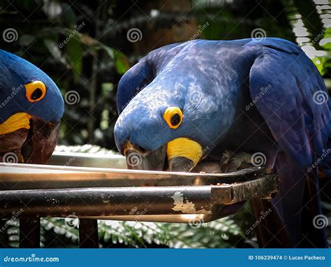 Extinction Threatened Hyacinth Macaw Anodorhynchus Hyacinthinus Stock ...