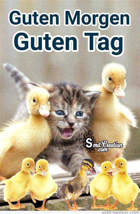 Guten Morgen Guten Tag Bilder Mit Katzen - SmitCreation.com