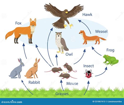 Set with Different Animals in a Biological Food Chain on White ...