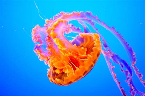 How Long Do Jellyfish Live?