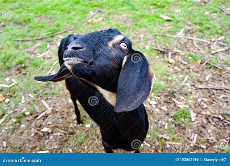 Anglo Nubian Goats