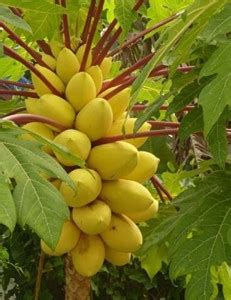 onum Papaya Plant Price in India - Buy onum Papaya Plant online at ...