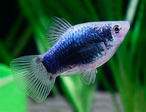 Black skin Platy | FRESHWATERAQUATICA