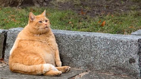 125 Nicknames For Fat People!