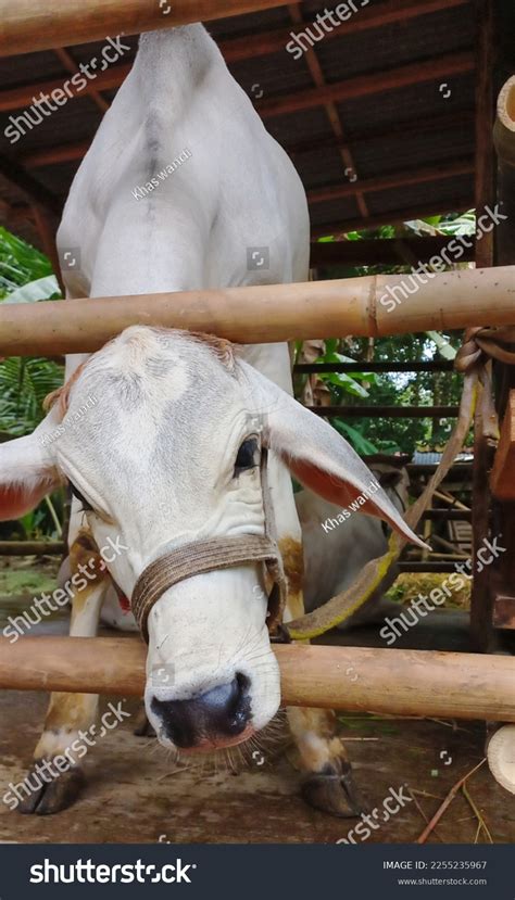 Barn Front View 的图像结果