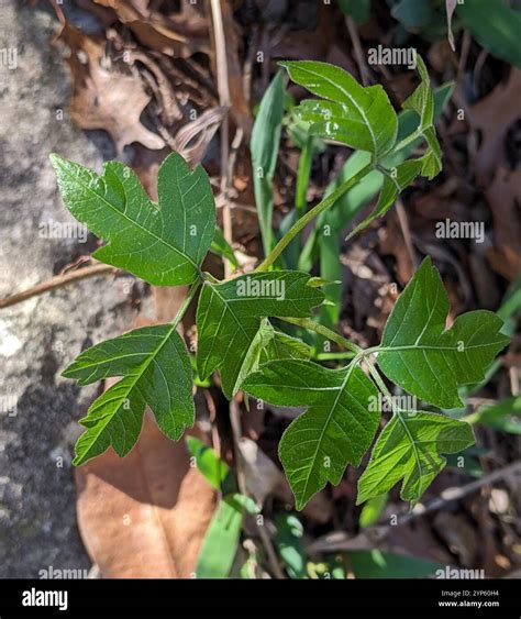 Atlantic poison oak (Toxicodendron pubescens Stock Photo - Alamy