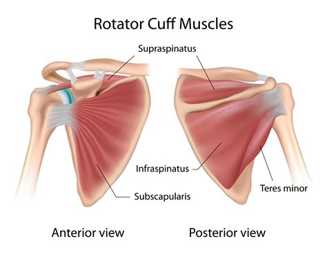 Rotator Cuff Tears - Anatomy and Causes (Video) - Jeffrey H. Berg, M.D.