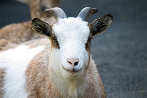 Image result for Goat Cheese Making Process