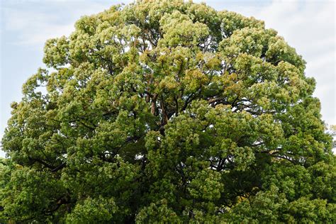 Big Breast Bikini Photos, Download The BEST Free Big Breast Bikini ...