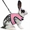 Image result for Bunny Rabbit Harness