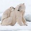 Image result for polar bear