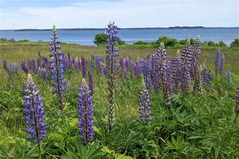 These Little-known Islands in Maine Offer a Charming Getaway — With ...