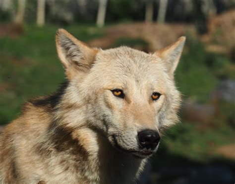 Mackenzie Valley wolf (Canis lupus occidentalis), 2020-09-02 - ZooChat