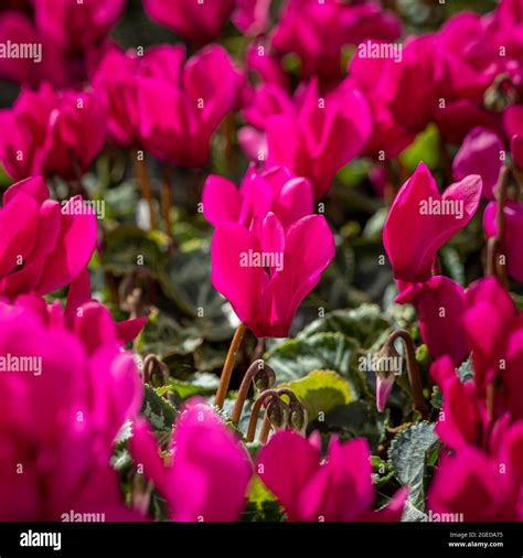 Dark pink cyclamen hi-res stock photography and images - Alamy
