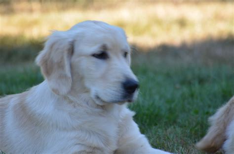 Coral - Playtime Golden Retrievers