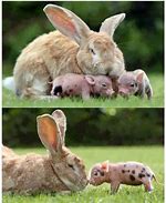 Image result for Most Adorable Baby Bunnies