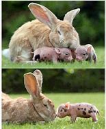 Image result for Giant Easter Bunny Cartoon