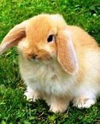 Image result for Holland Lop Dwarf Bunny