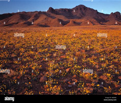 Florida Major Mountains And Deserts
