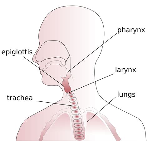 ملف:Throat anatomy diagram.svg - المعرفة