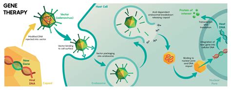 3.6 Viral Mediated Delivery of Genes to Neurons – Neuroscience: Canadian 1st Edition Open Textbook