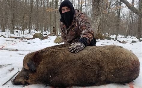 Boar Hunts - Pennsylvania Hunting Ranch