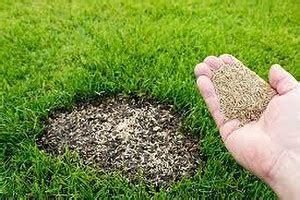 Seedsqlty Cricket ground grass seeds Seed Price in India - Buy ...