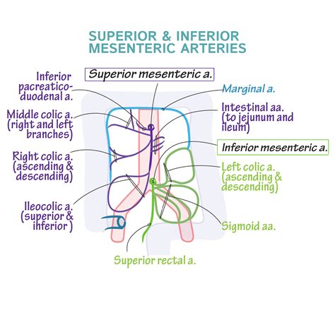 Horseshoe Kidney Inferior Mesenteric Artery at Jimmy Koonce blog