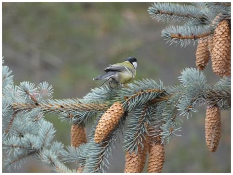 Sýkorka koňadra (Parus major, Linné 1758) - Bobův fotoblog