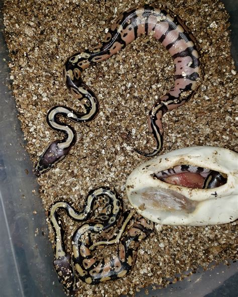 Image result for Ball Python Clutch