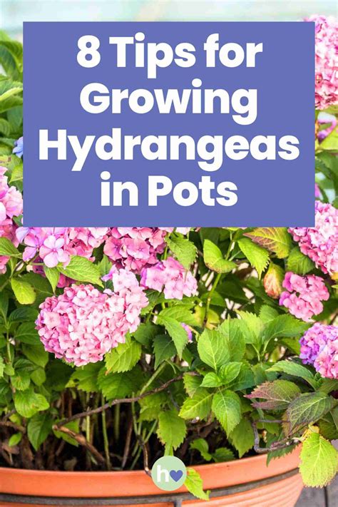Pot Hydrangea Care