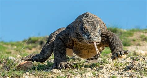 Komodo Dragon Pictures | Download Free Images on Unsplash