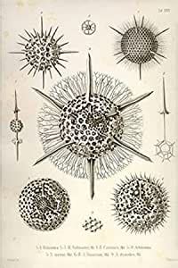 amoeboid holoplanktonic protozoans Called Radiolaria with Mineral ...