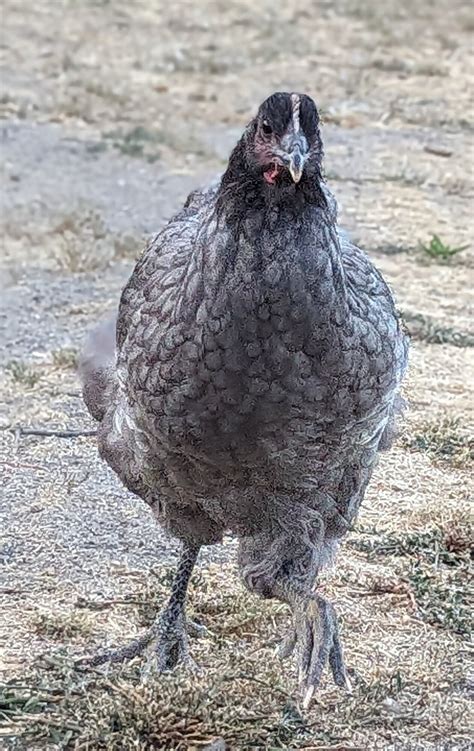 Bluejerseygiant PORTRAIT.jpg | BackYard Chickens - Learn How to Raise ...