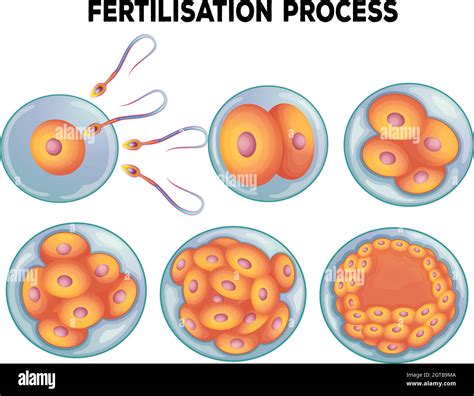 Diagram of fertilisation process Stock Vector Image & Art - Alamy