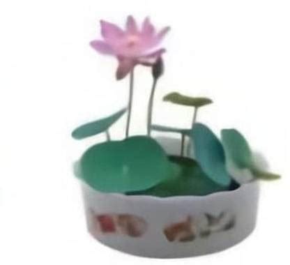 VibeX ® XXL-146 Dwarf Mini Water Bowl Aquarium Lotus Seed Price in ...
