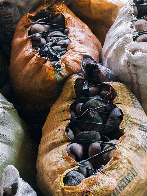 "Sacks Of Copra (Dried Coconut Meat For Oil Extraction)" by Stocksy ...