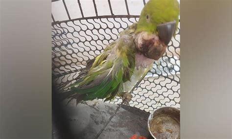 MP: 21-year-old Parrot undergoes successful tumour surgery in Madhya ...