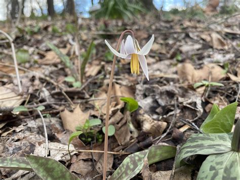 Trout Lily Poem at Luca Glossop blog