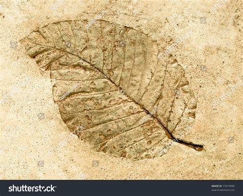 What Makes A Fossil Leaf Green: The Science Behind The Color