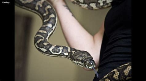 Image result for Anaconda Python Fight