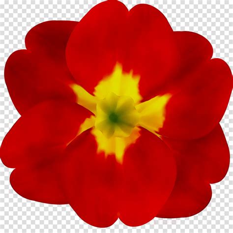 primrose clipart free 10 free Cliparts | Download images on Clipground 2025