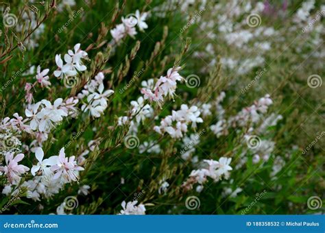 Bushy Growing Perennial, Sometimes Grown As an Annual in Our Conditions ...