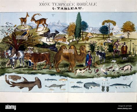 Cattle horses donkey dog camel hammerhead shark hi-res stock photography and images - Alamy