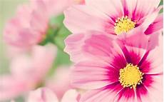 Wallpaper Of Pink Flower by Pink Flowers Wallpapers Hd Pixelstalk Net Wallpaper Of Pink Flower