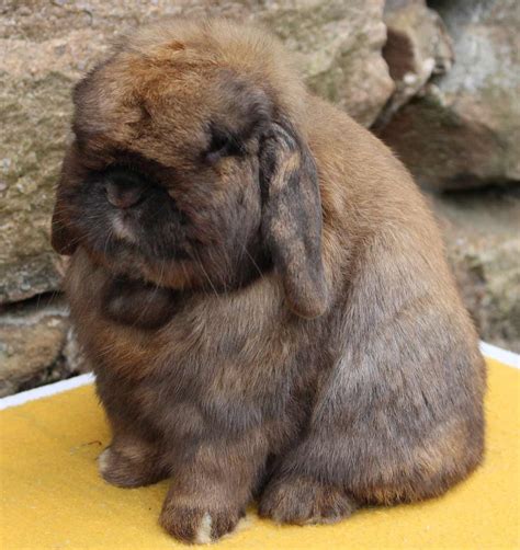 Holland Lop Rabbit Breed – Lafeber Co. – Small Mammals