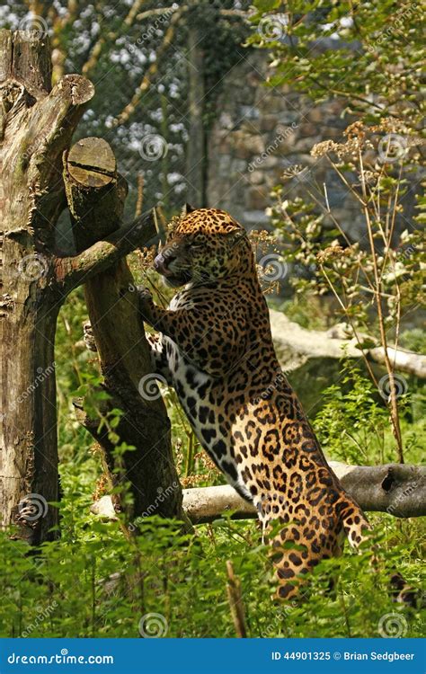 Formidable Jaguar stock image. Image of carnivore, forest - 44901325