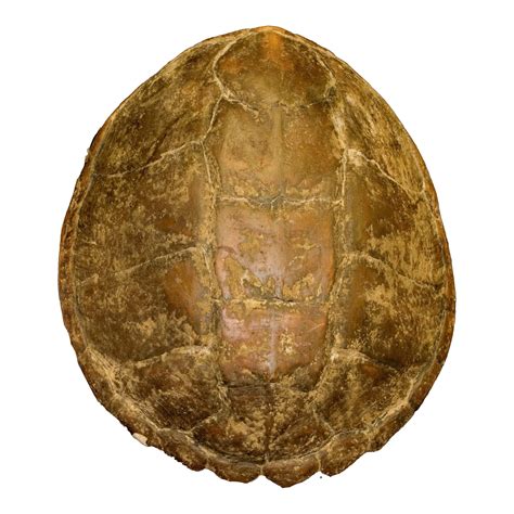 Image result for Red Ear Snapping Turtle Shell