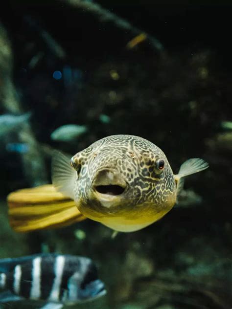 Why pufferfish are regarded as highly dangerous | Times of India