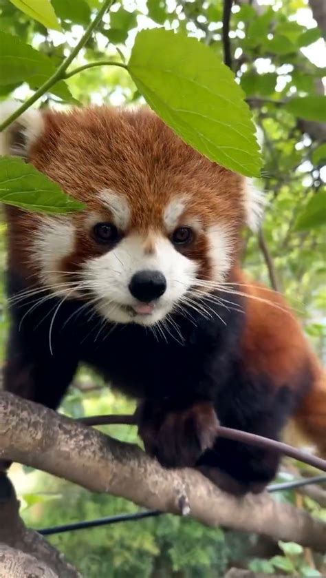 Zoo hours at the good zoo at oglebay resort – Artofit